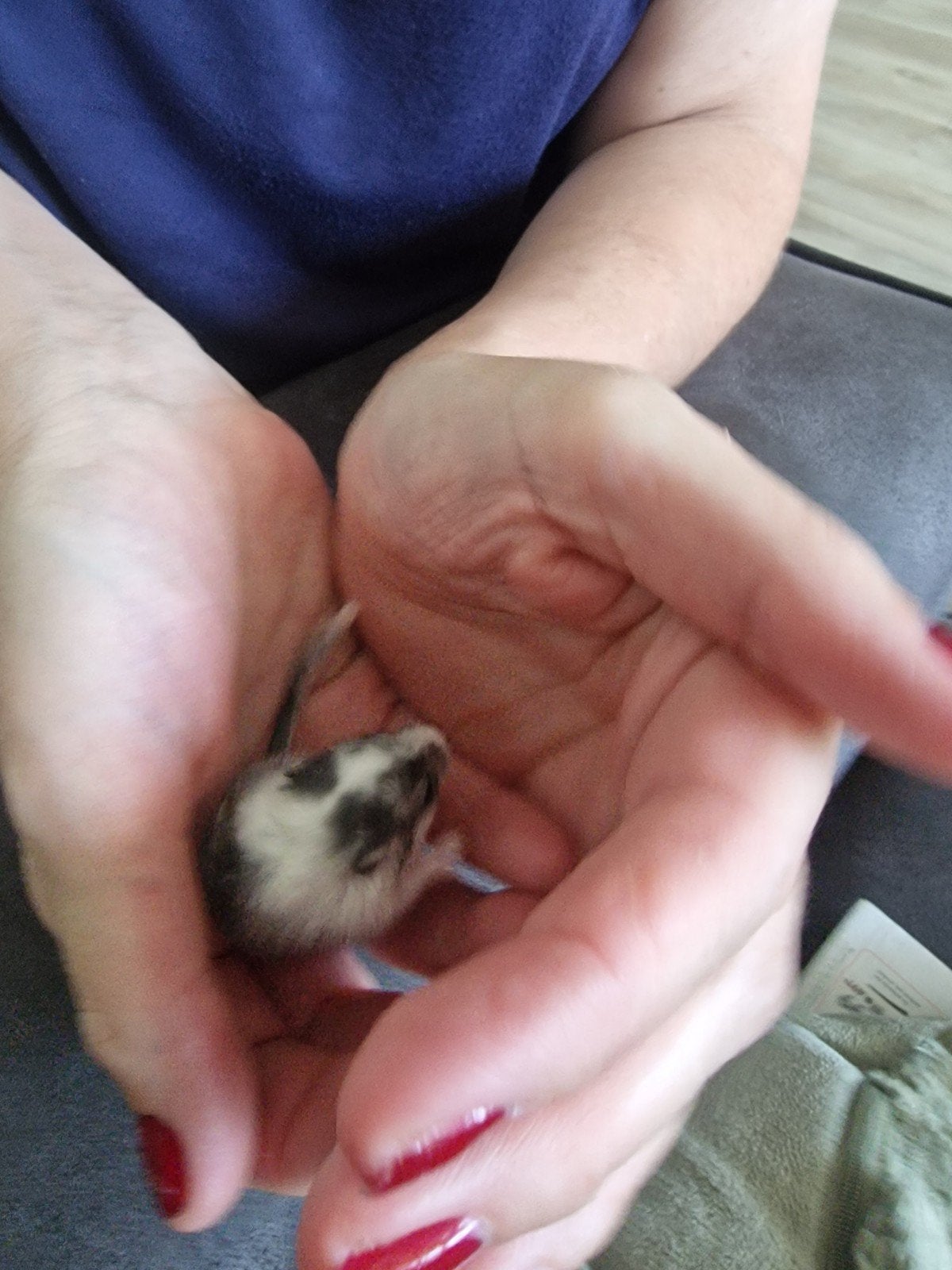 Baby gerbils , 3,5 week oud. Superschattig, Juni, Meerdere dieren, Overige typen, Tam
