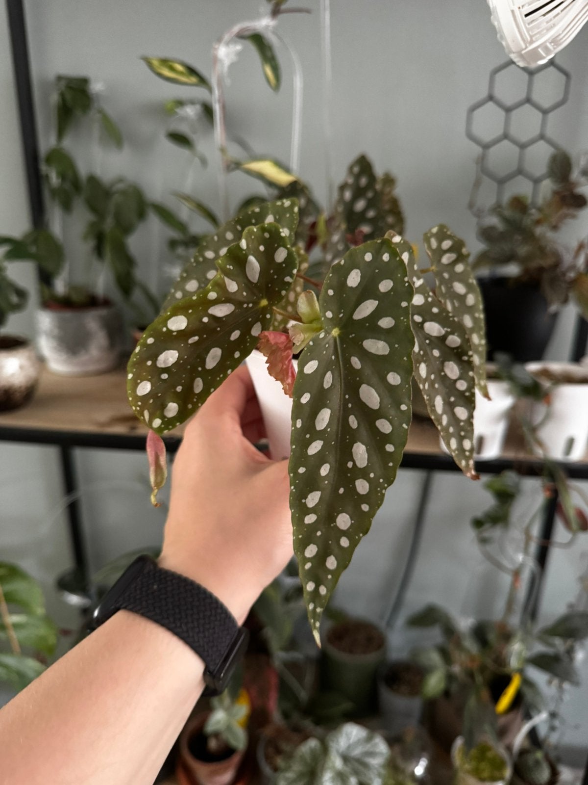 Begonia Maculata, Ophalen of Verzenden, In pot, Halfschaduw, Minder dan 100 cm