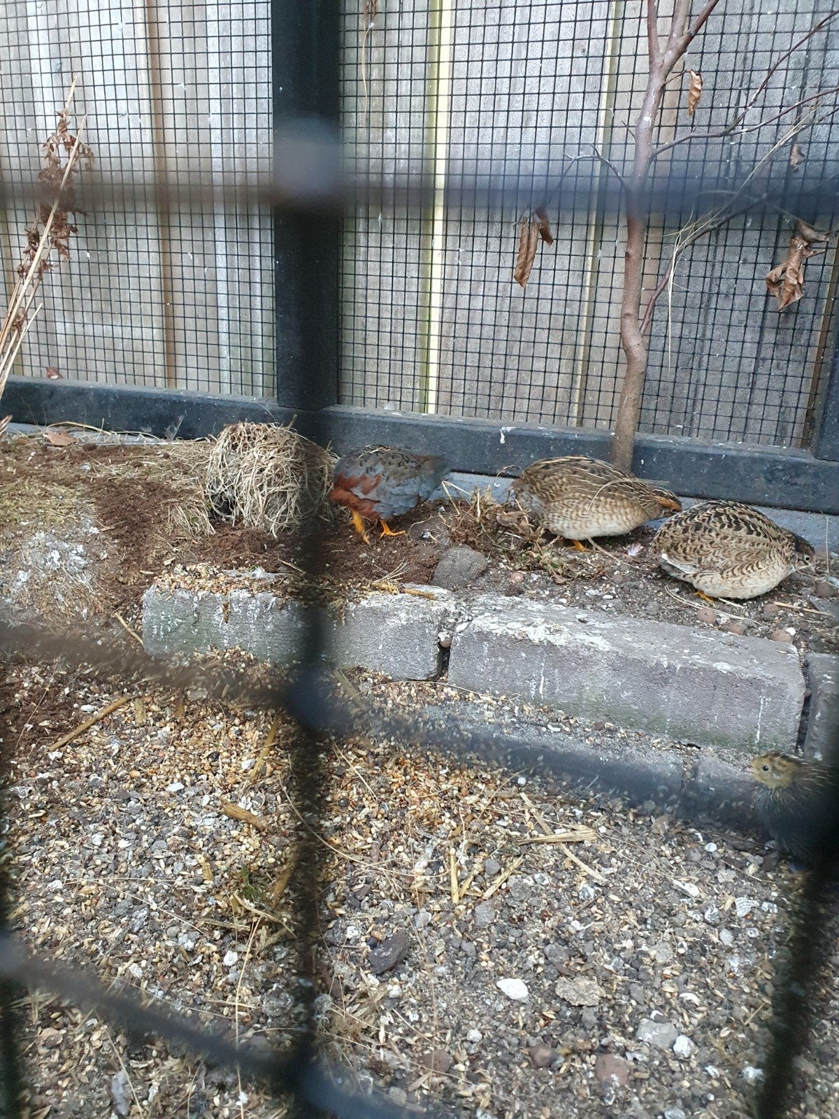 Natuurbroed chinese kwartels, Dieren en Toebehoren, Meerdere dieren