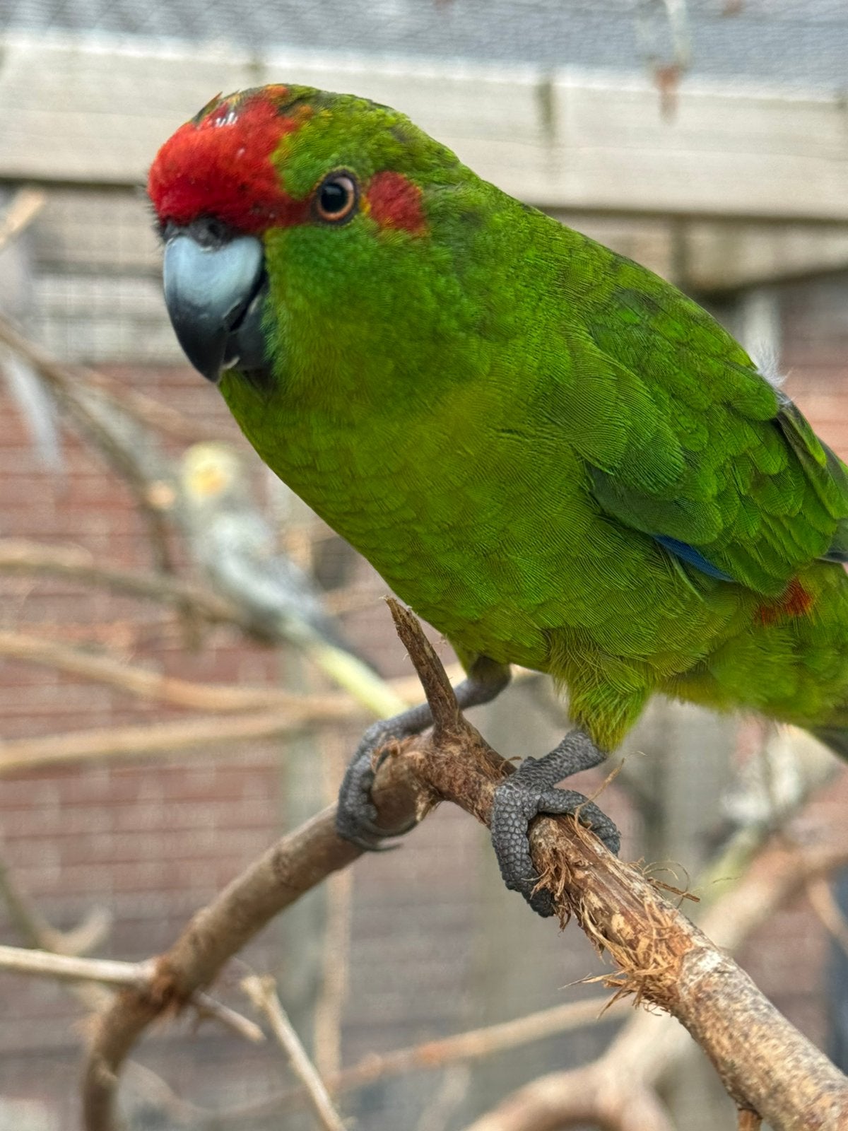Tekoop kakariki’s, Dieren en Toebehoren, Vogels | Parkieten en Papegaaien, Meerdere dieren, Parkiet