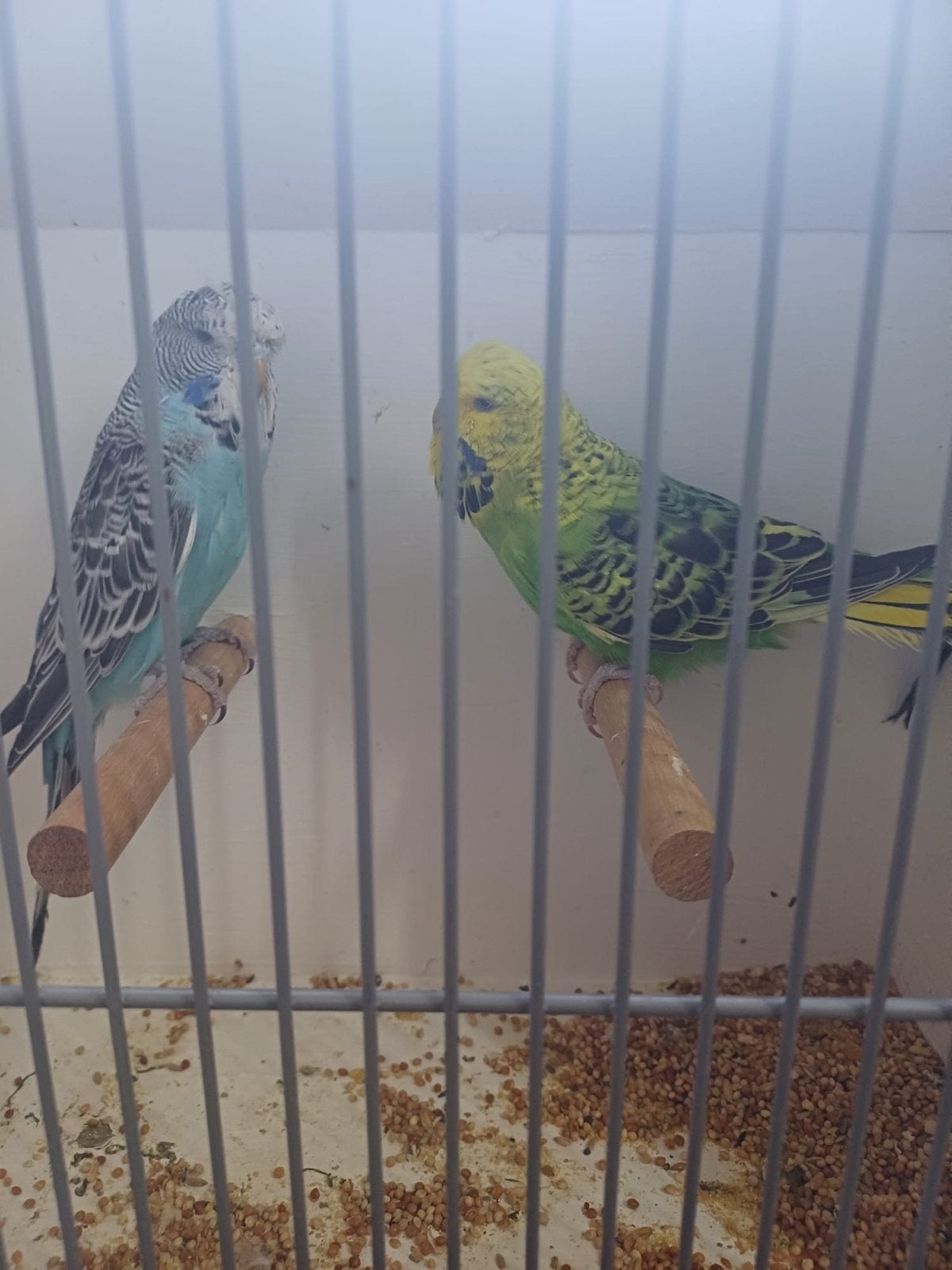 2 engels parkieten te koop alleen redelihke biedingen