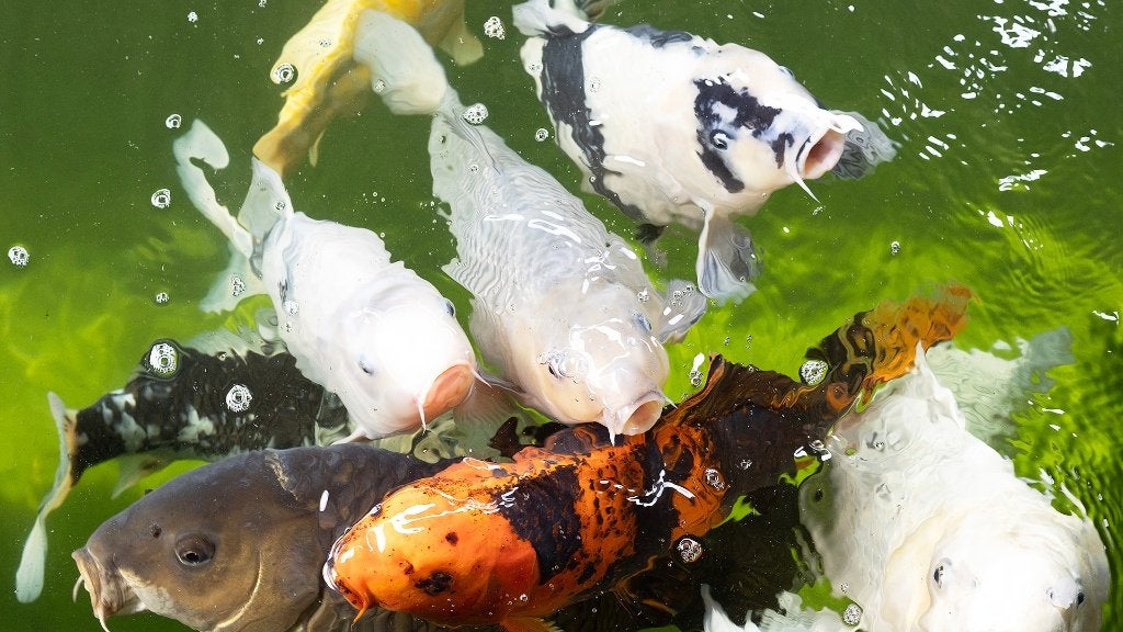 Mooie gezonde Koi karpers – diverse maten en kleuren, Karper of Koi