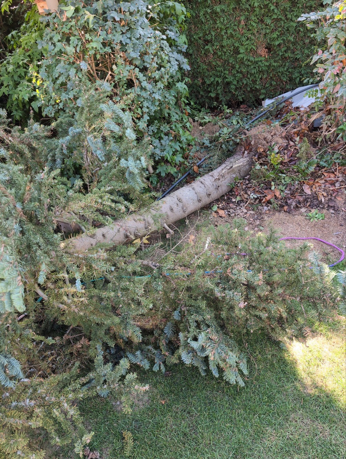 gratis afhalen stam 3,5 meter, Tuin en Terras, Minder dan 3 m³, Ophalen