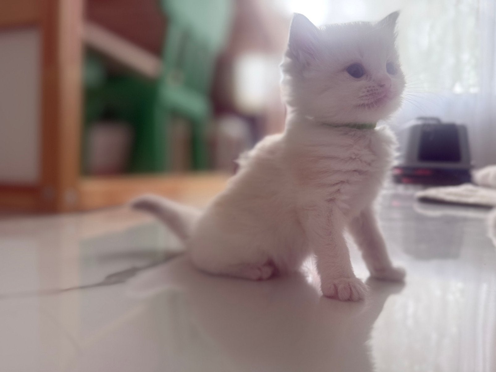 Ragdoll kittens, Meerdere dieren