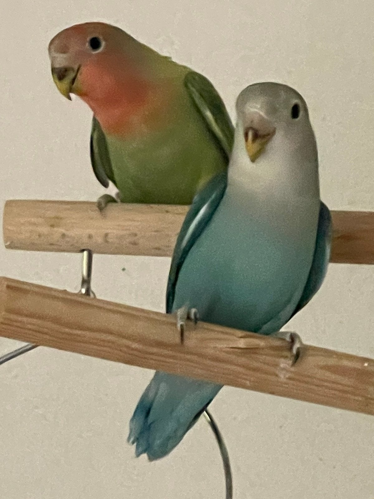 Agapornis Dwergpapegaai Lovebird Handtam Diverse Kleuren, Meerdere dieren, Dwergpapegaai of Agapornis, Tam