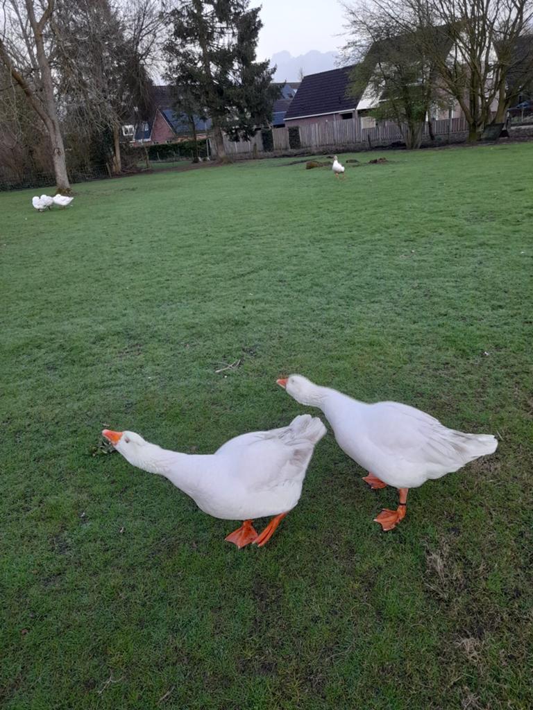 Ganzen  kleine  boheemse ganzen, Dieren en Toebehoren, Pluimvee, Meerdere dieren, Gans of Zwaan