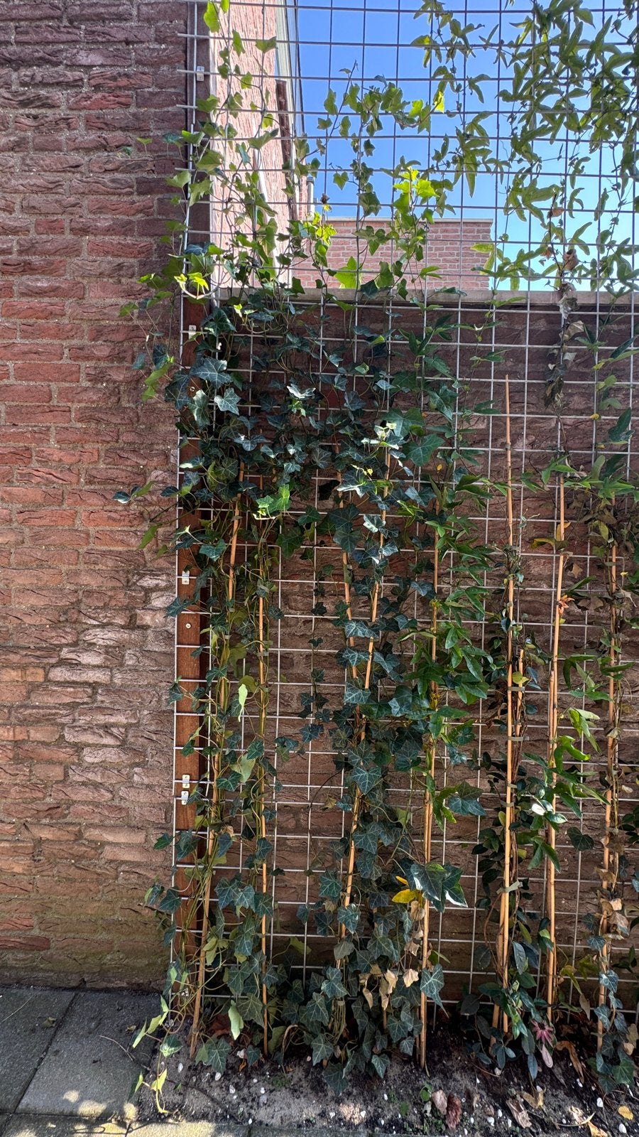 Klimop - Hedera - 7 stuks - 275cm / 300cm +, Ophalen, Vaste plant, Bloeit niet, Halfschaduw