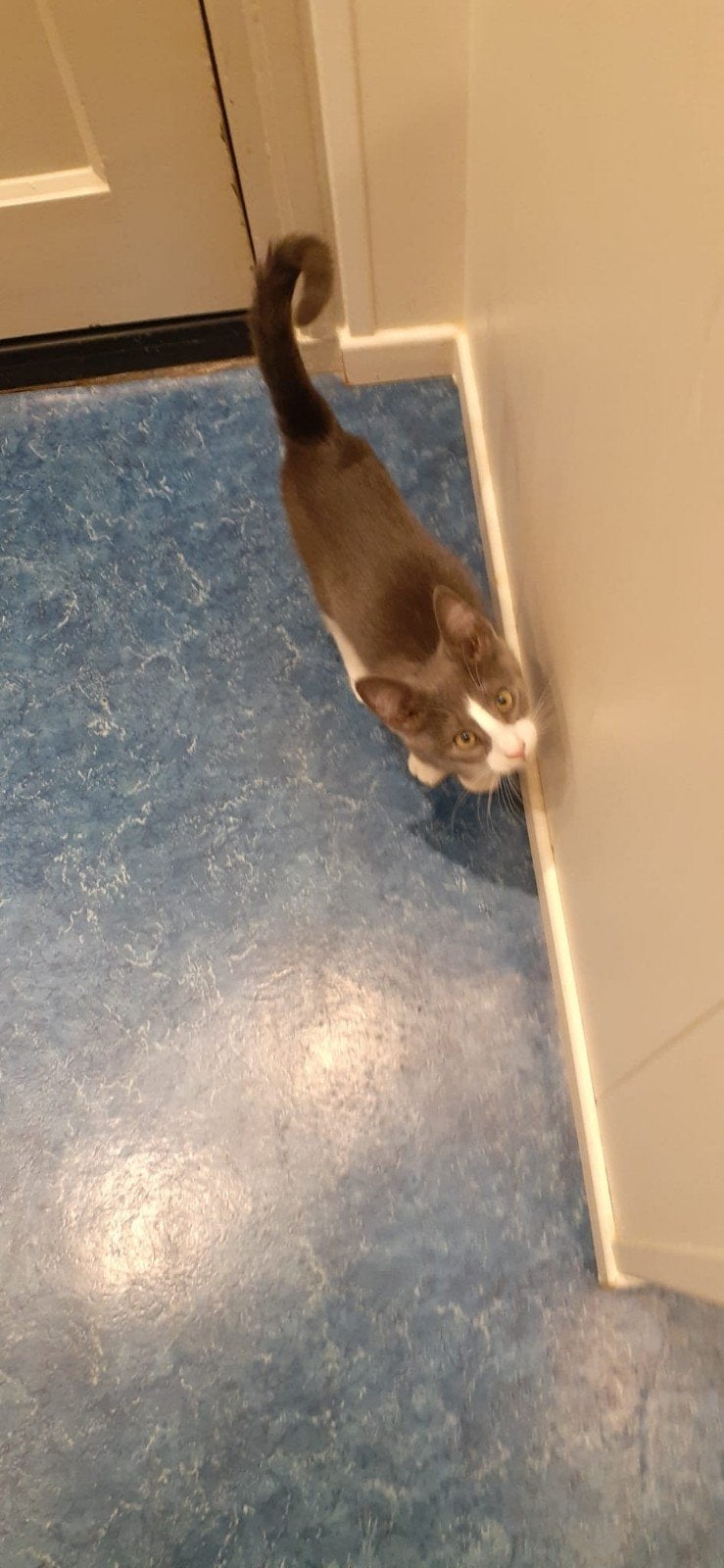 2 kittens, Kater, Kortharig, 0 tot 2 jaar