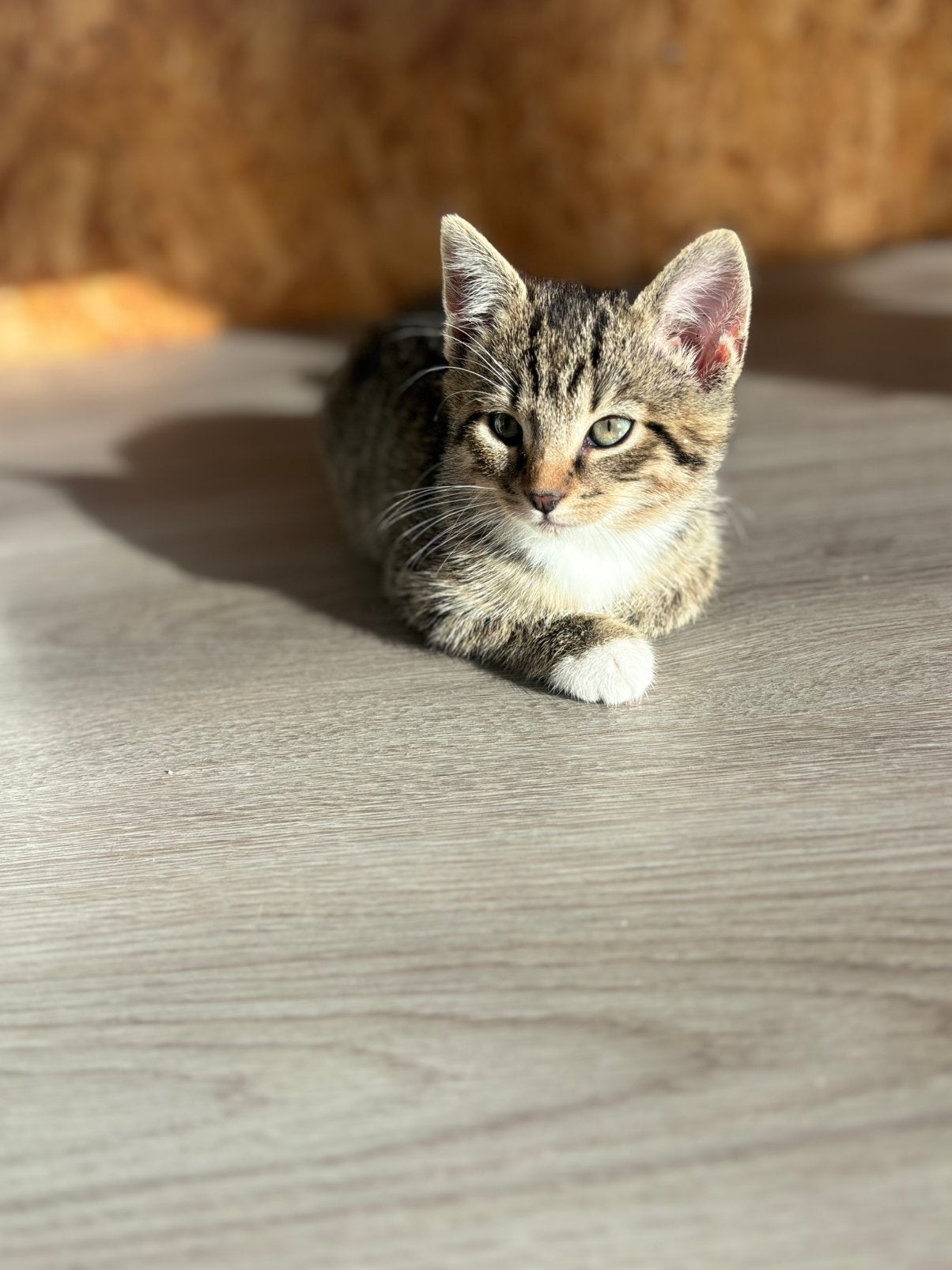 Kitten nog 1 over!, Dieren en Toebehoren, Meerdere dieren