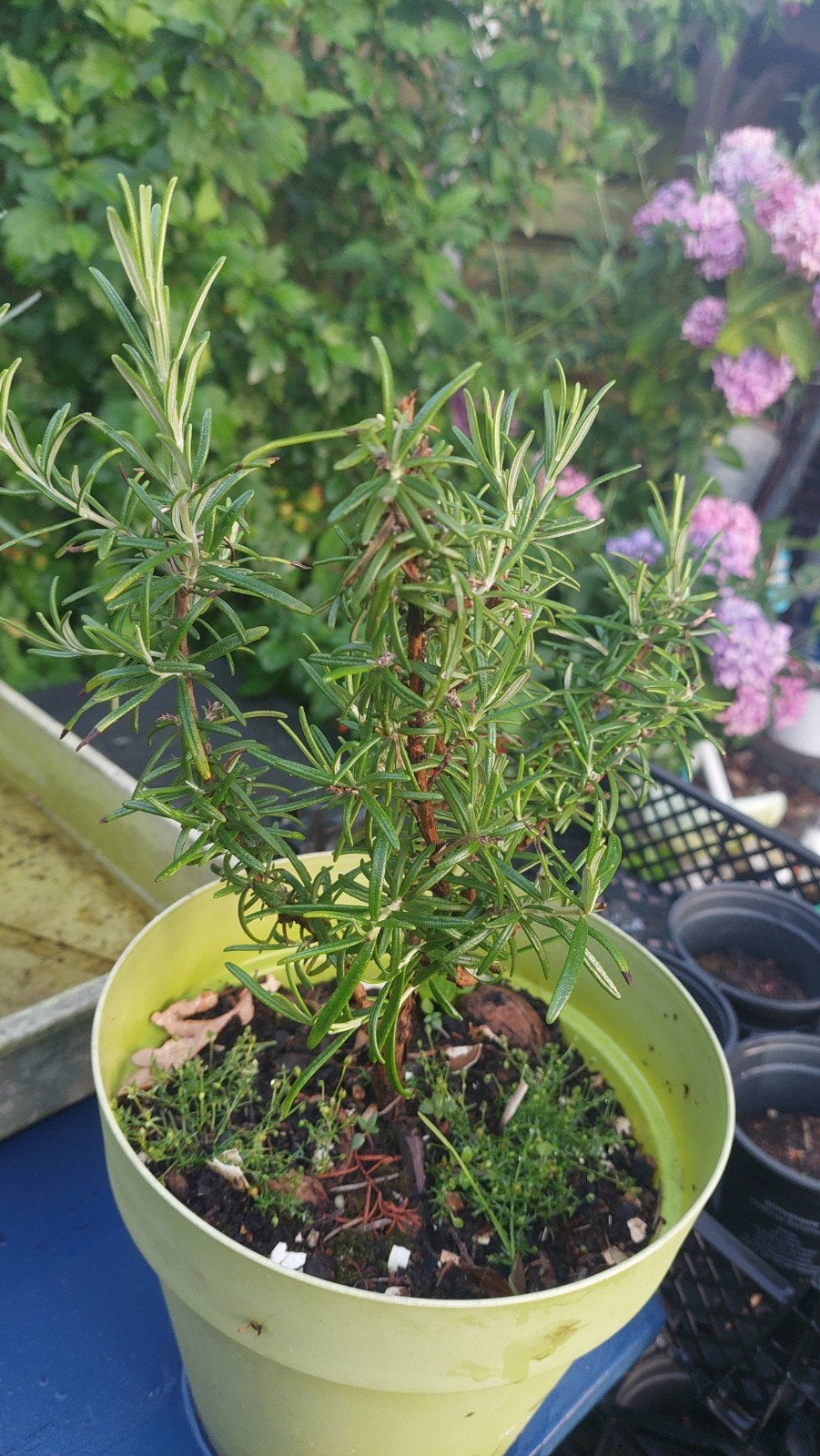 Rozemarijn plant - 30 cm hoog, Tuin en Terras, Planten | Tuinplanten, Ophalen, Vaste plant, Halfschaduw, Kruiden