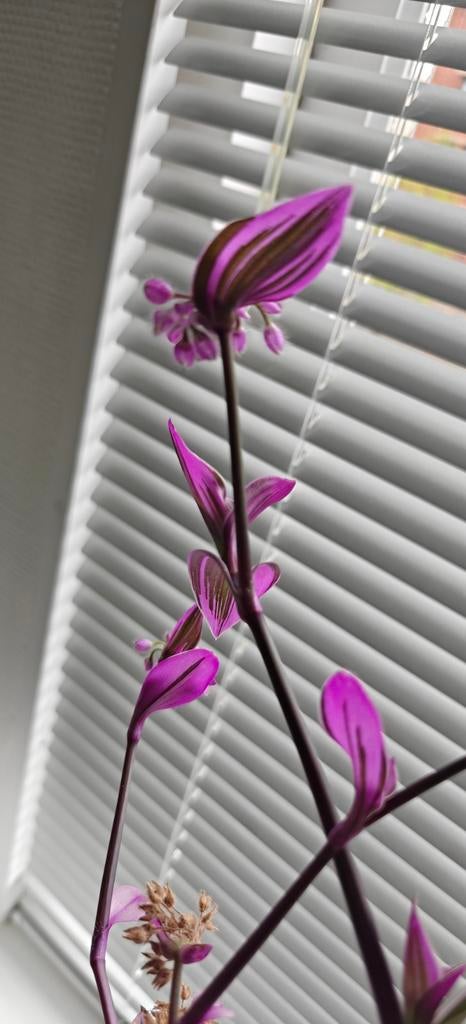 Tradescantia Cerinthoides Kunth plant stekjes - Roze/Paars, Overige soorten, Vaste plant, Ophalen of Verzenden, Bloeit niet