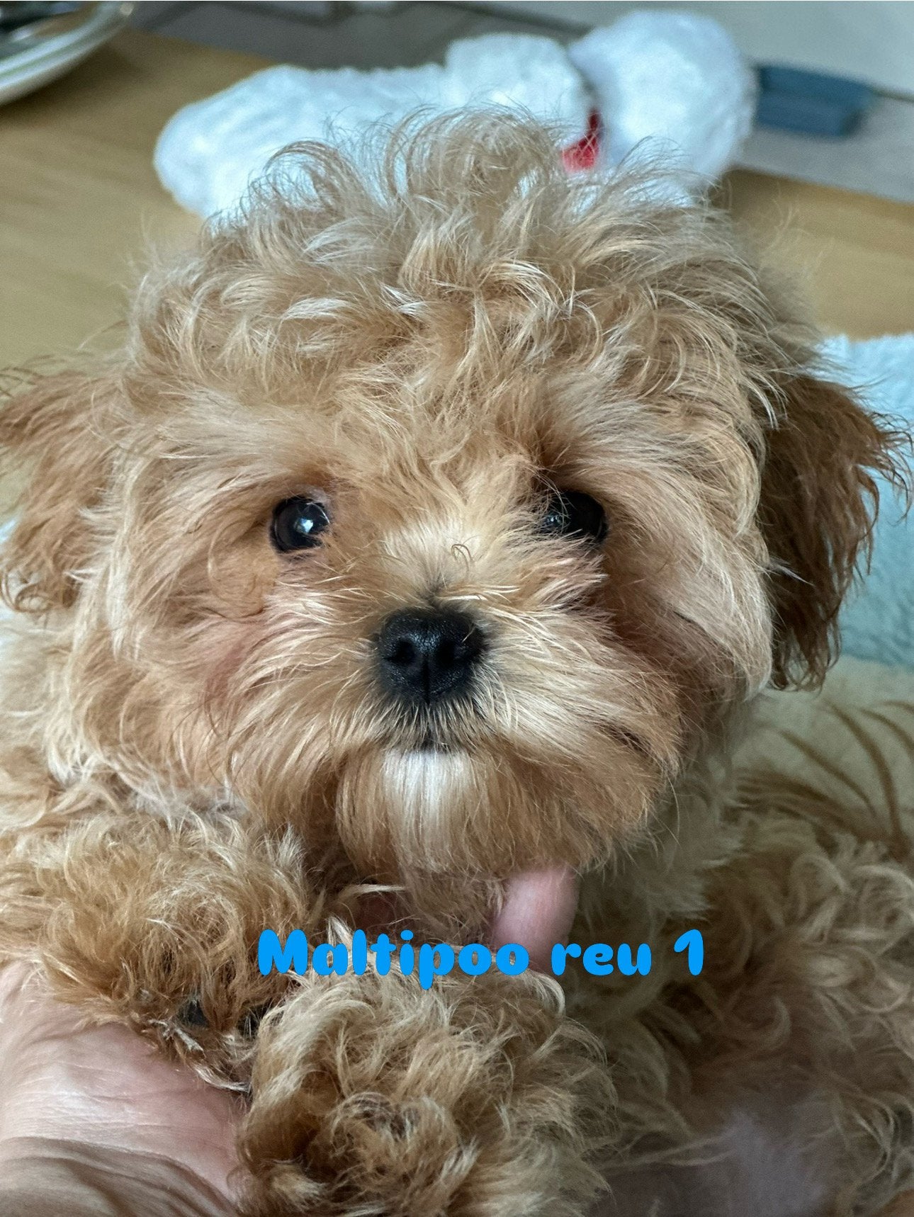 Mini Aziatisch Maltipooe F1 reutjes! TOP kwaliteit!!!, Poedel, Parvo, Nederland, Reu