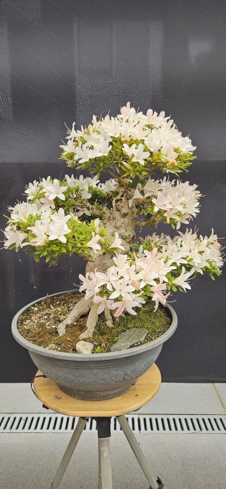 Prachtige Satsuki Azalea Bonsai - Bloeiende Schoonheid, Ophalen