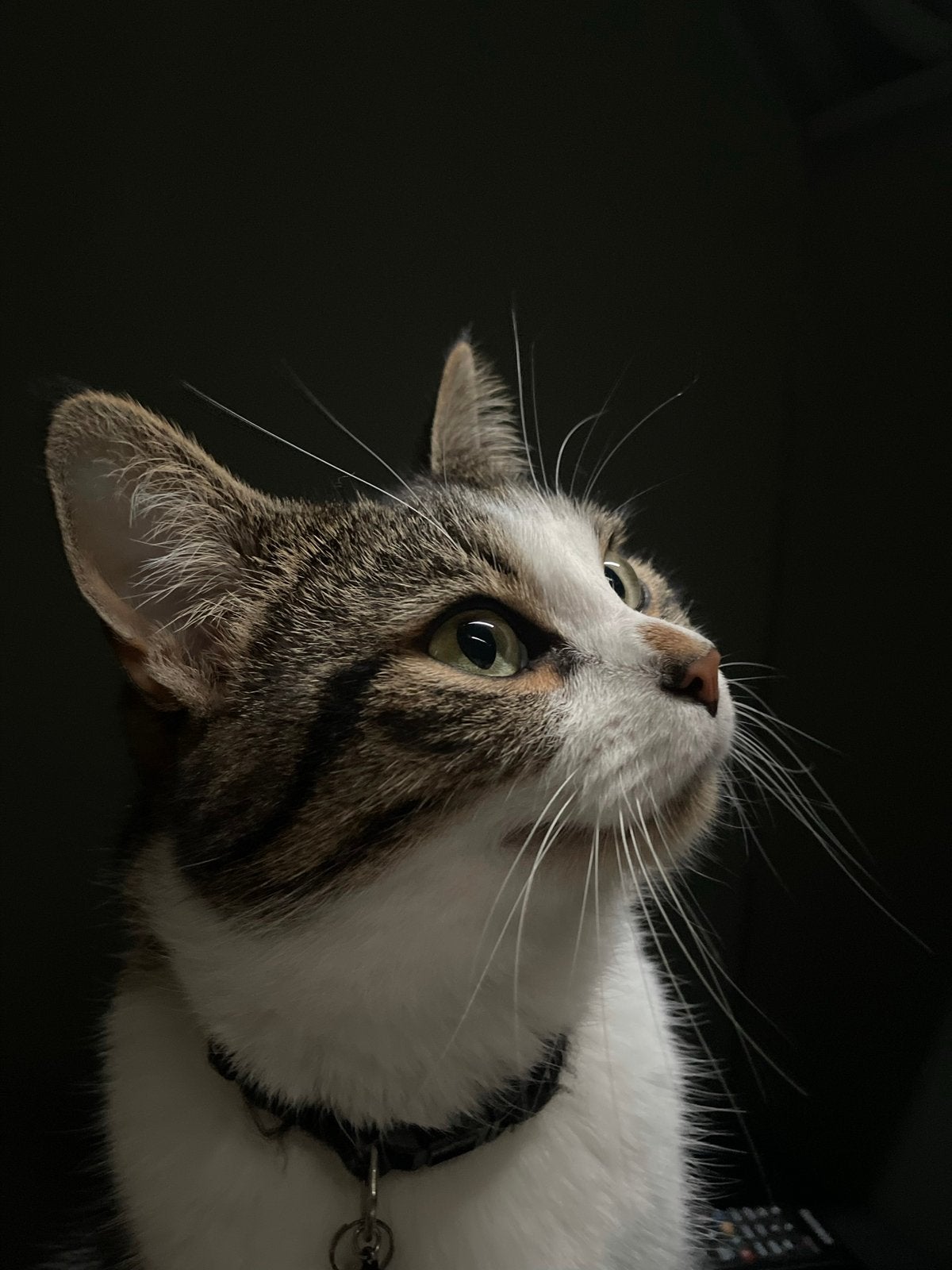 Gratis - Twee lieve poezen, Poes, Kortharig