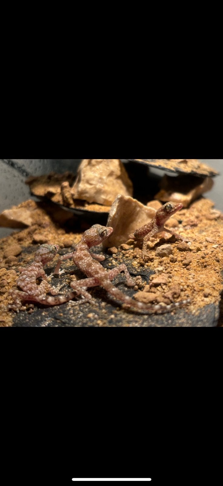 Stenodactylus sthenodactylus inclusief terrarium, Dieren en Toebehoren