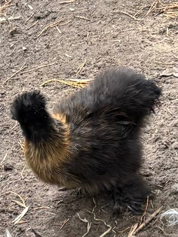 Zijdehoen hen, Dieren en Toebehoren, Vrouwelijk, Kip