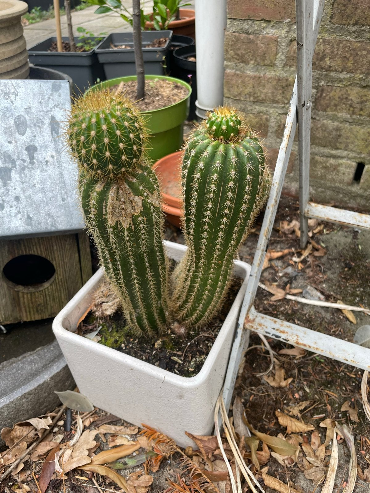 Grote cactus in pot, Tuin en Terras, Planten | Tuinplanten, Volle zon, Vaste plant, Bloeit niet, Ophalen