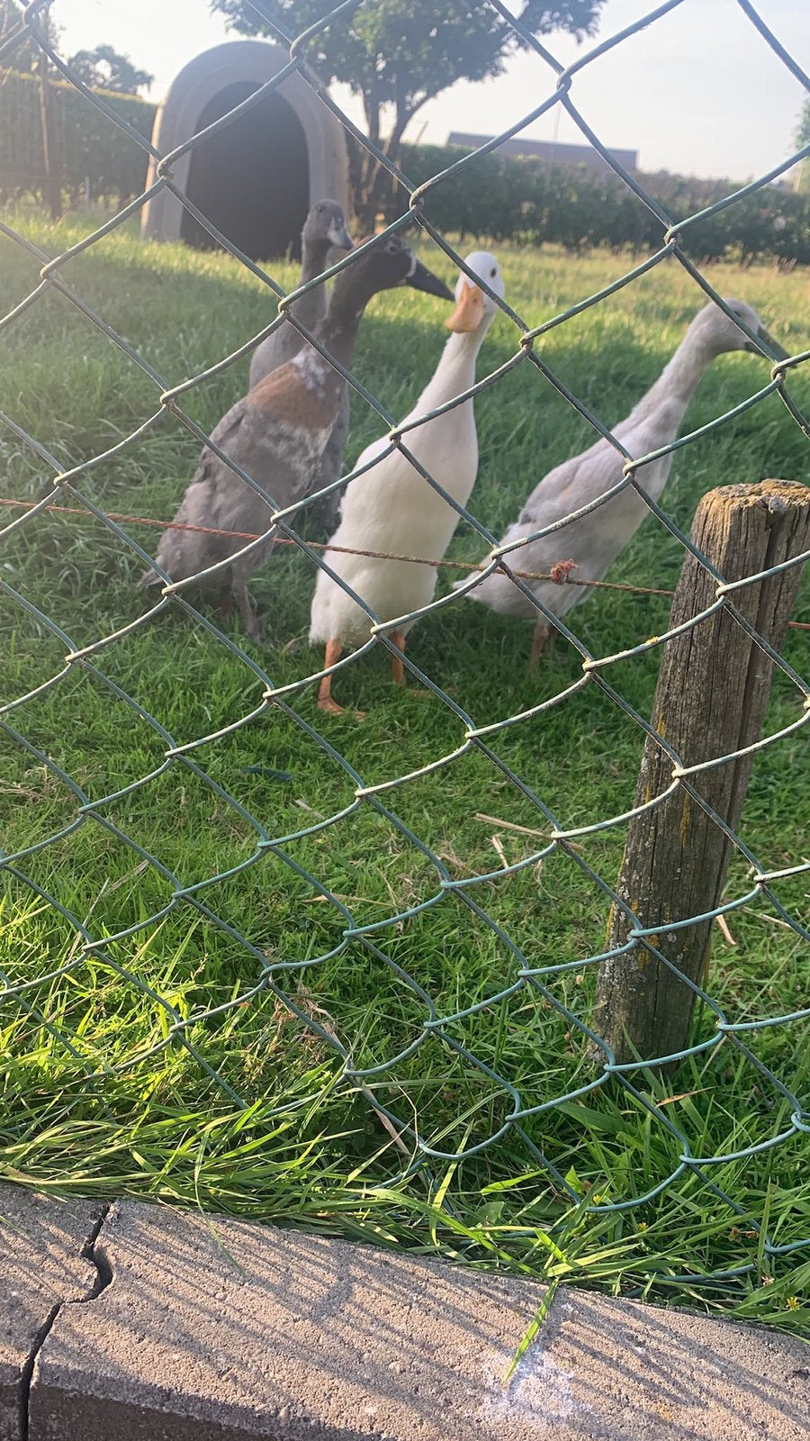 Witte loopeend (jonge man), Dieren en Toebehoren, Pluimvee, Mannelijk, Eend