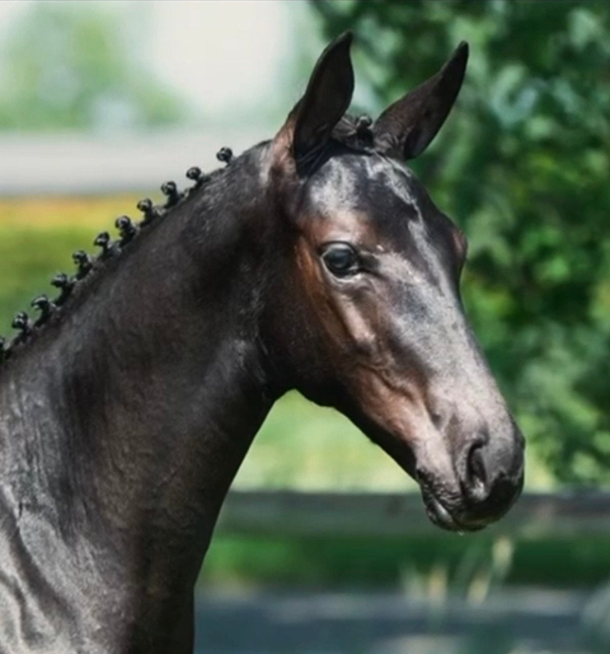 Foal from J-Nius V.V. Z x El Salvador x Cornet Obolensky., Dieren en Toebehoren, Springpaard, Met stamboom, 0 tot 2 jaar, Hengst