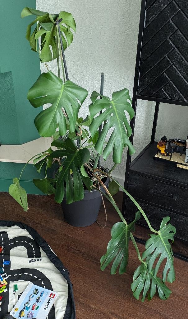 Kamerplant Monstera, Ophalen, 100 tot 150 cm, Overige soorten, Halfschaduw