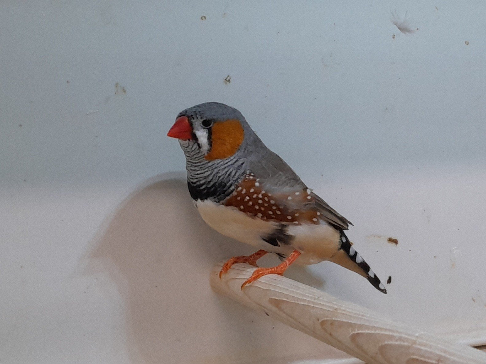 Mooi koppeltje zebravinken., Meerdere dieren, Tropenvogel