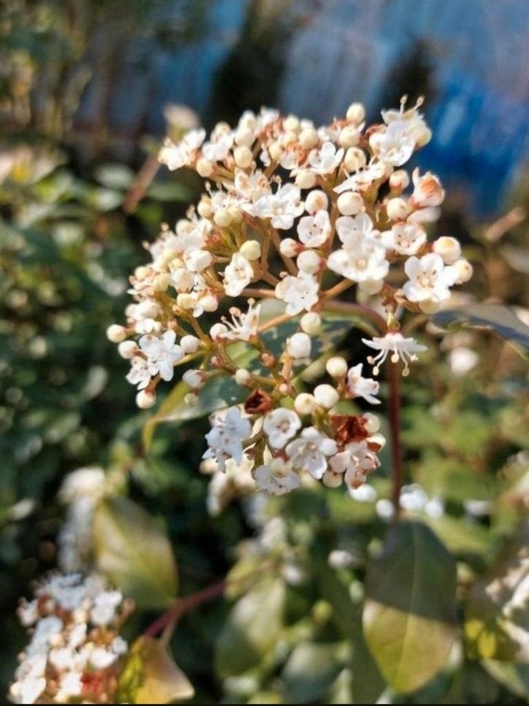 Viburnum tinus sneeuwbal, Tuin en Terras, Vaste plant, Halfschaduw, Winter, Ophalen