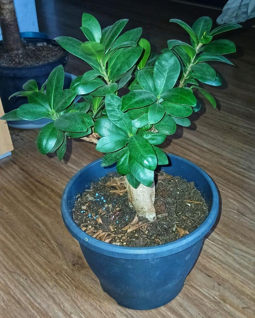 Ficus microcarpa 'Ginseng' (Chinese vijg), Huis en Inrichting, Kamerplanten, Ophalen of Verzenden