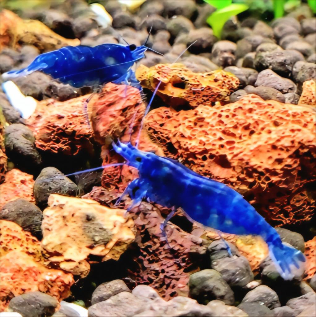 Neocaridina blue dream garnalen | Shrimporium, Kreeft, Krab of Garnaal
