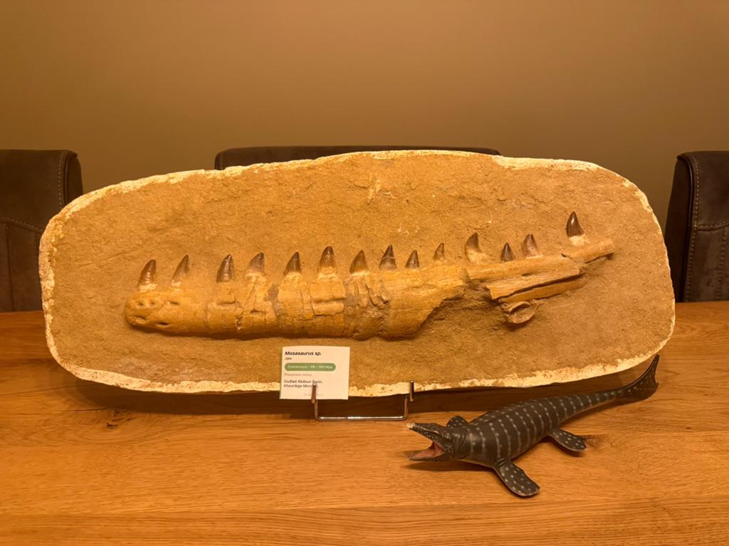 Mosasaurus kaak in matrix, Ophalen of Verzenden, Fossiel