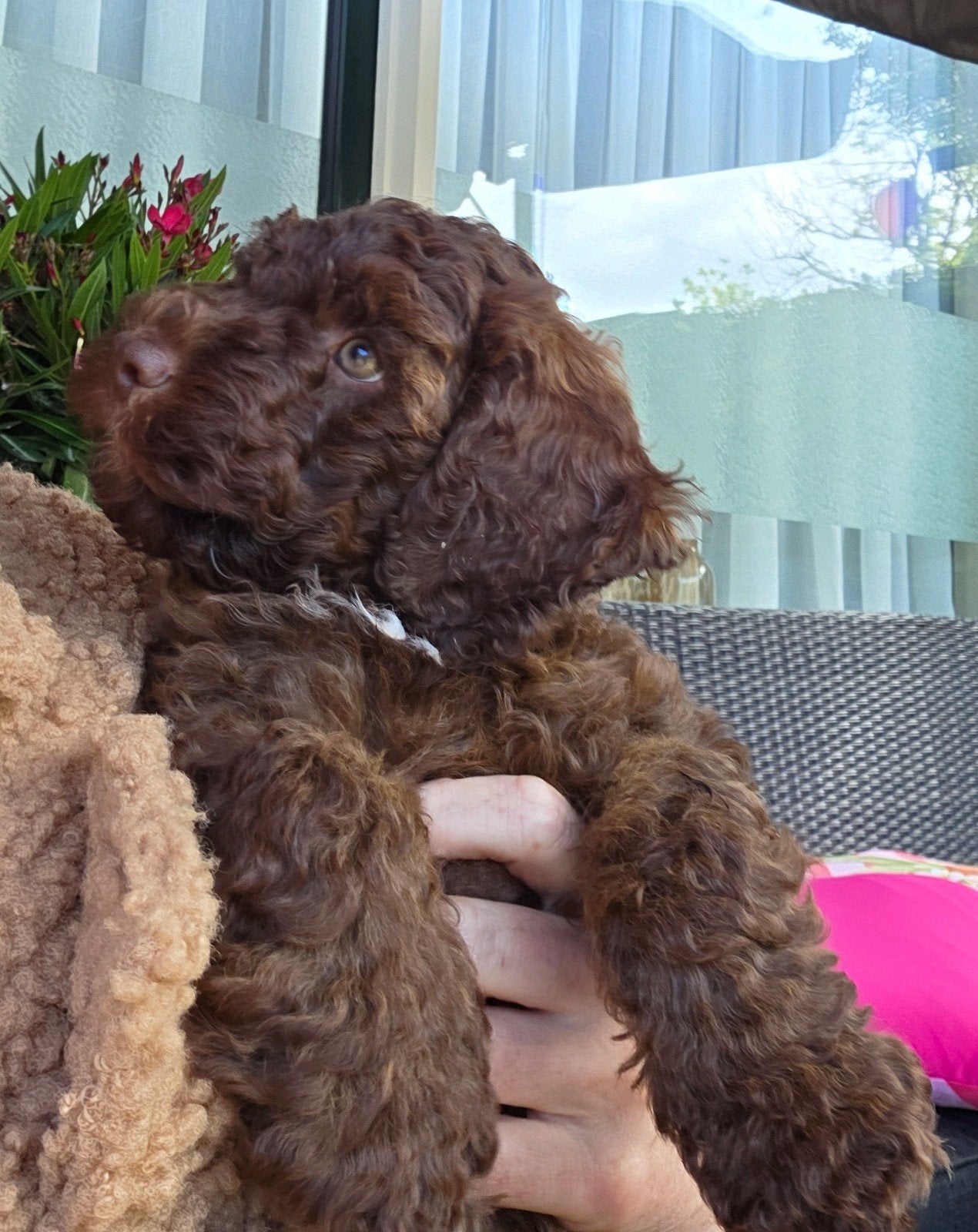 Nog 2 labradoodle teefjes multigen mogen direct verhuizen, 8 tot 15 weken, Teef, Meerdere, Nederland