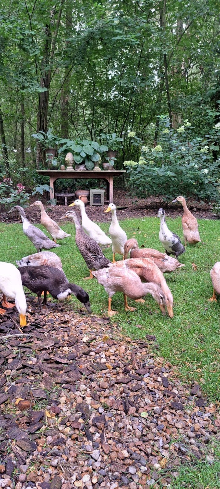 Jonge loopeenden, Dieren en Toebehoren, Meerdere dieren, Eend