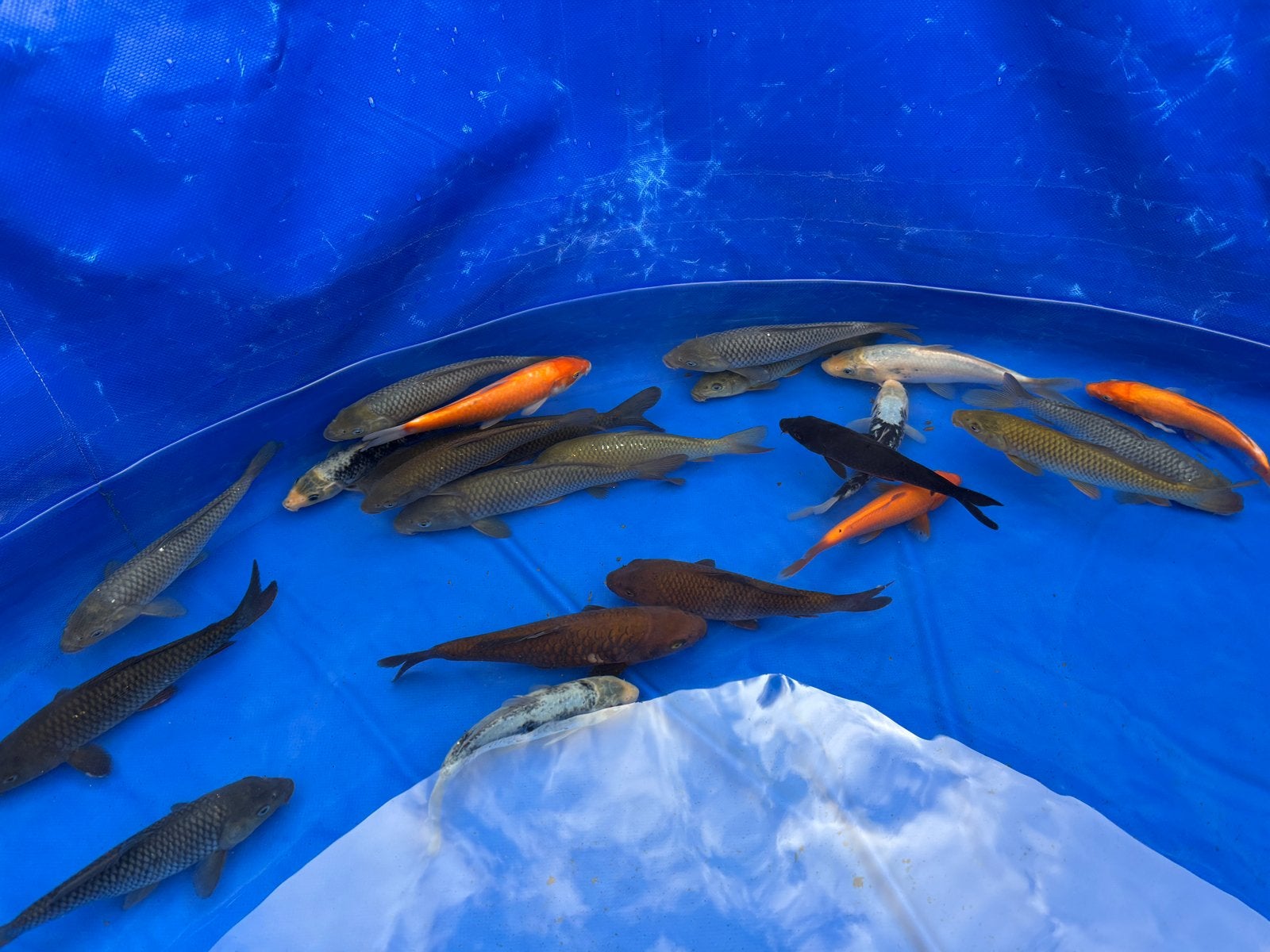 Tosai Mix 15-30 centimeter Chagoi & Arugoke, Dieren en Toebehoren, Vissen | Vijvervissen, Karper of Koi