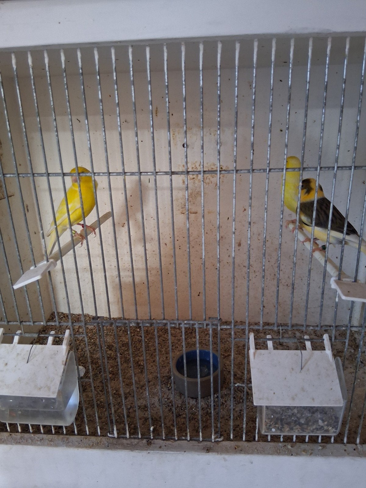 4 mooie mannen kanaries, Dieren en Toebehoren, Mannelijk, Kleurkanarie