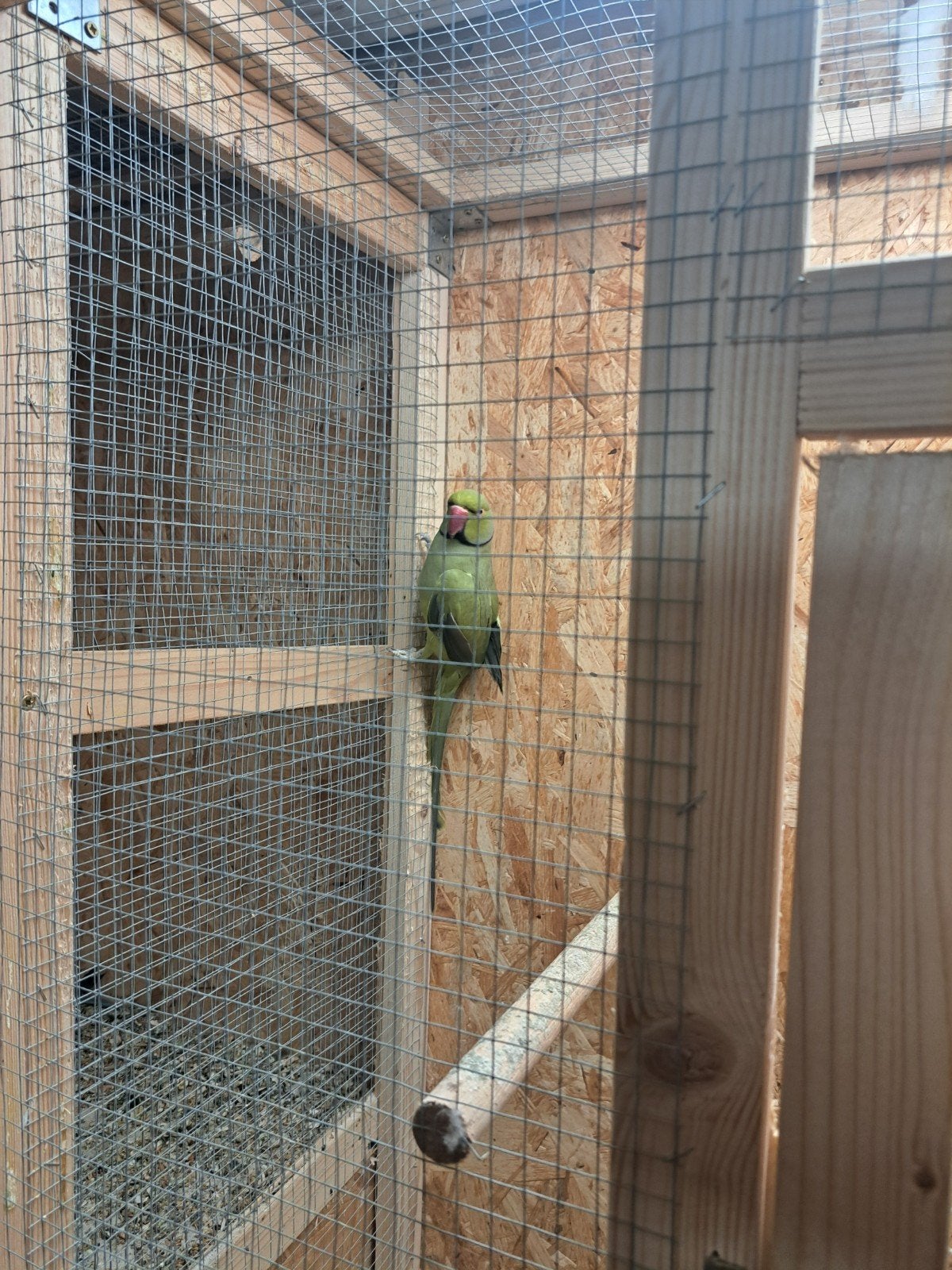 halsband parkiet man, Dieren en Toebehoren, Vogels | Parkieten en Papegaaien, Mannelijk, Parkiet