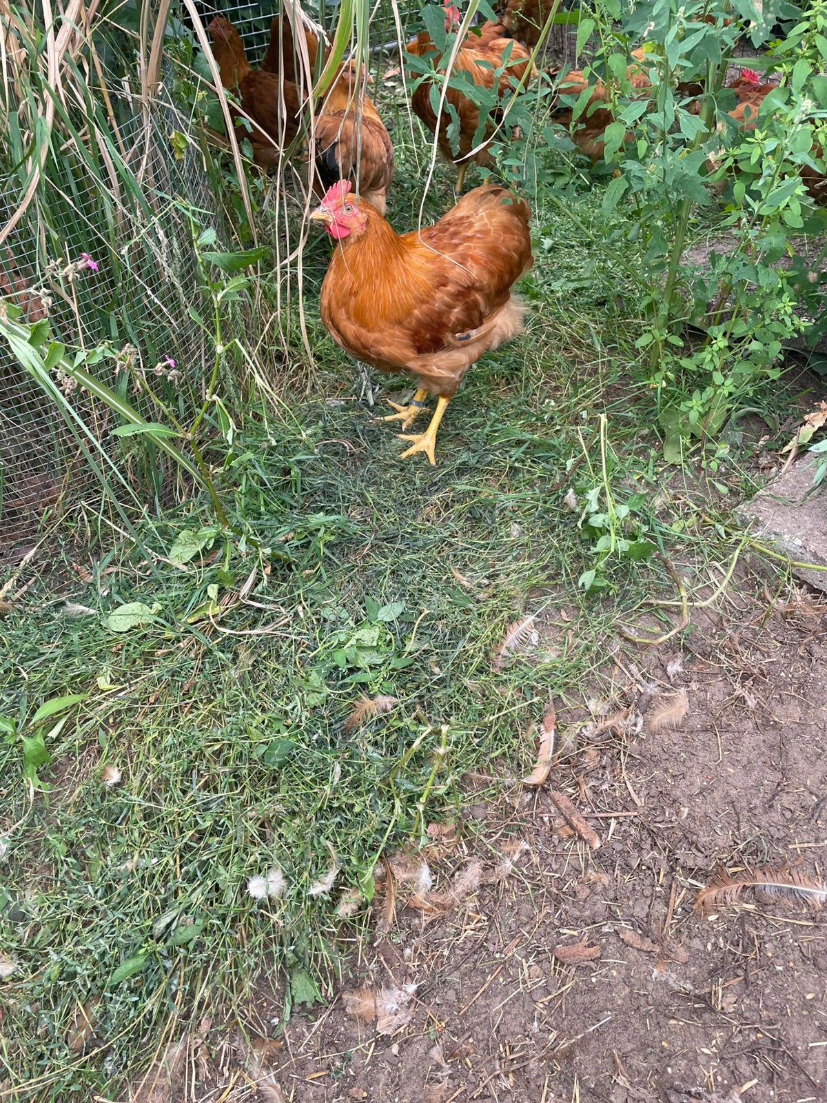 New Hampshire haan, Dieren en Toebehoren, Pluimvee, Mannelijk, Kip