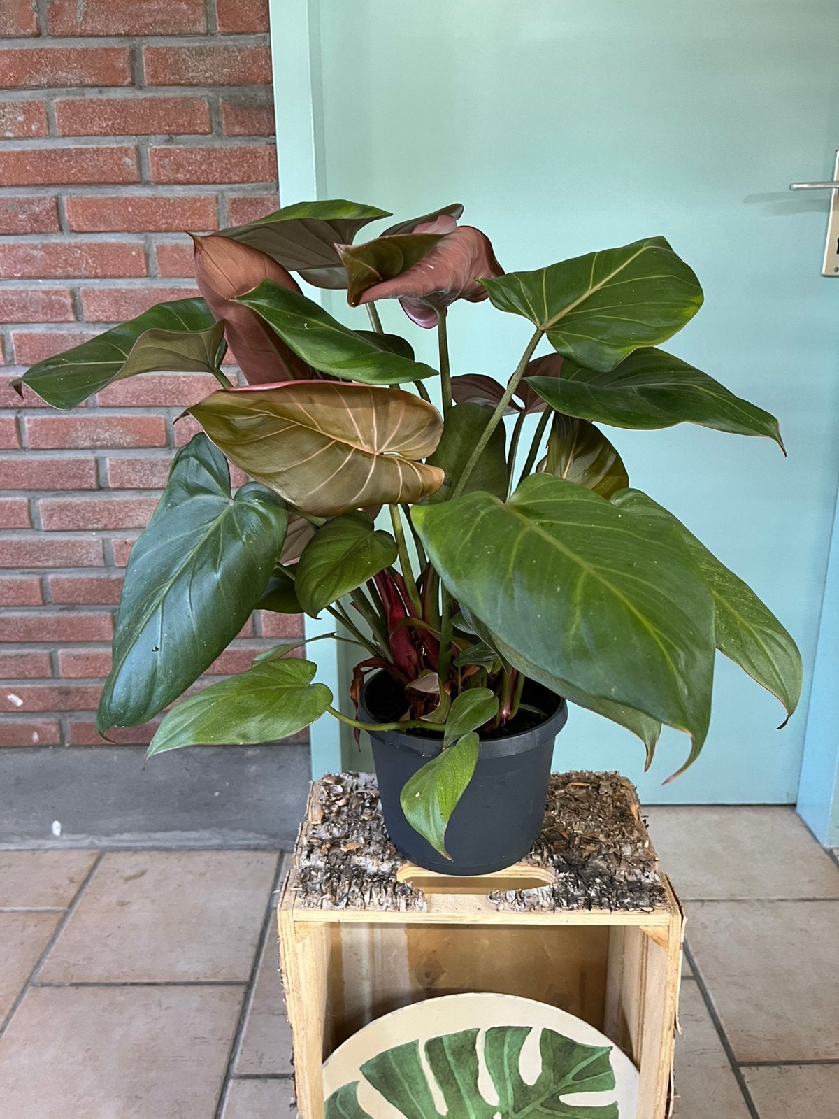 Philodendron erubeskens ‘ Red Emerald’, Ophalen of Verzenden, Halfschaduw, Minder dan 100 cm