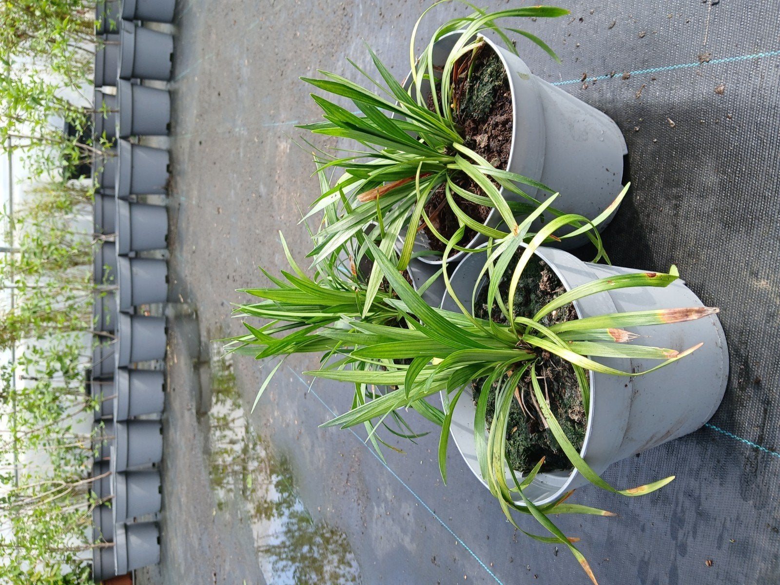 Liriope Muscari 'Big Blue' - 2 liter potten aanbieding, Tuin en Terras, Planten | Tuinplanten, Ophalen, Bodembedekkers, Vaste plant