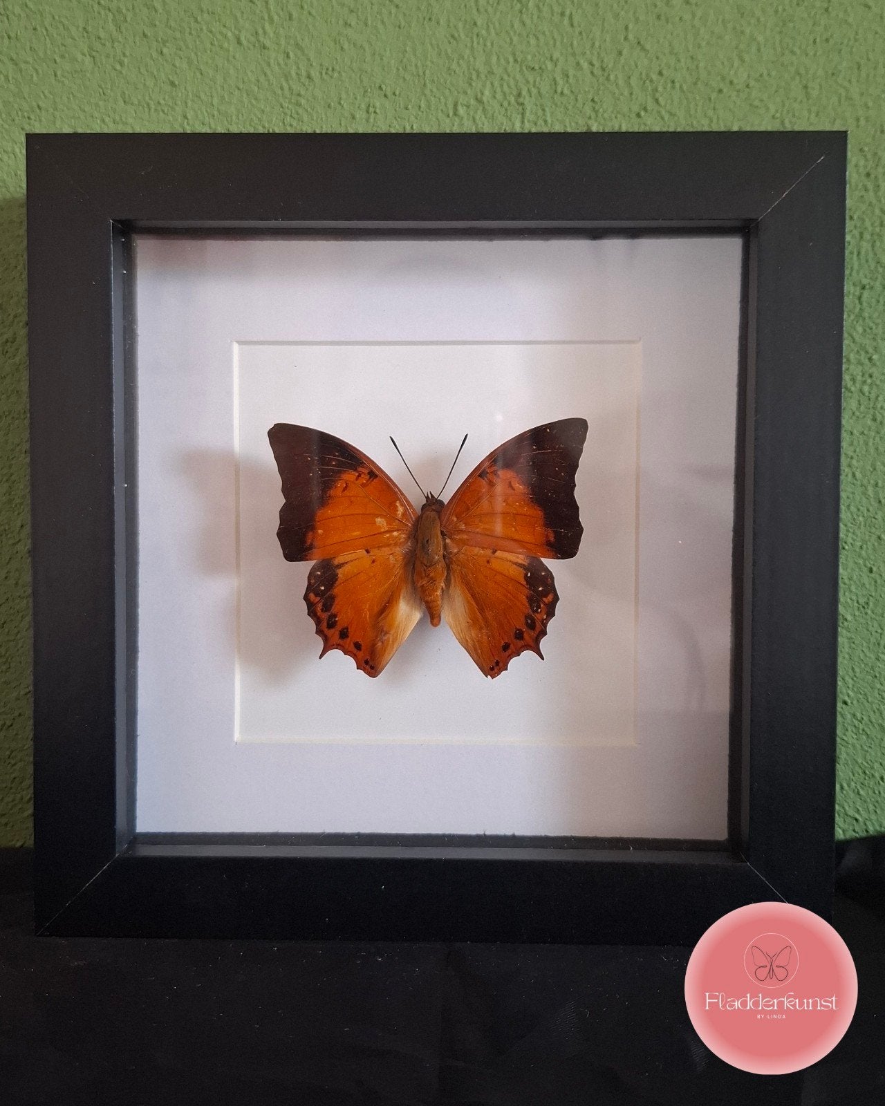 Charaxes affinis - vlinder in zwarte lijst, Ophalen of Verzenden, Nieuw, Insect, Opgezet dier