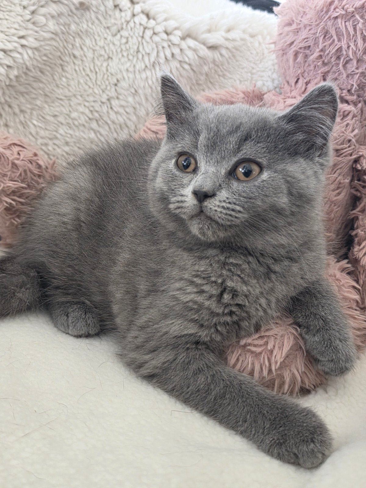 britse korthaar kittens, Dieren en Toebehoren, Meerdere dieren, Ontwormd, 0 tot 2 jaar
