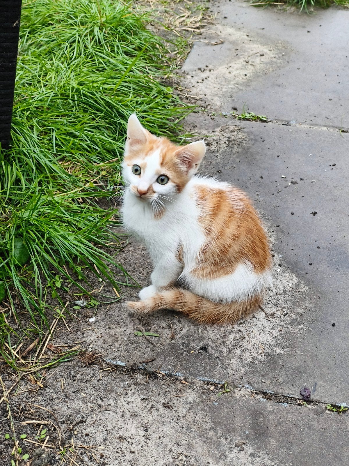 3 lieve kittens
