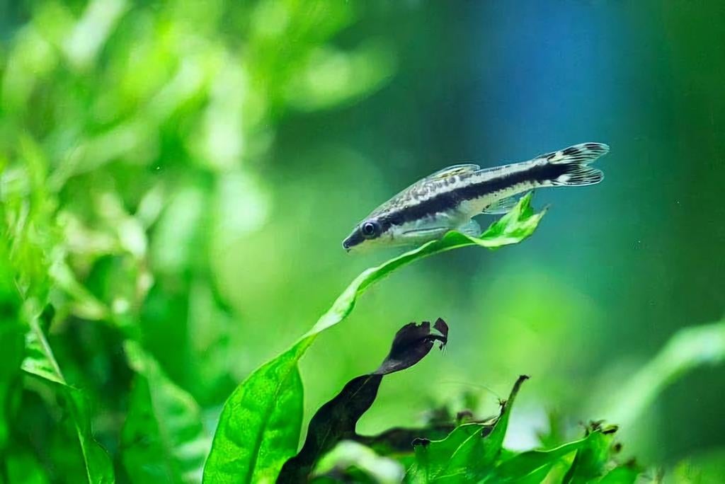 Dwergalgeneter | Otocinclus vittatus, Vis, Zoetwatervis, Schoolvis