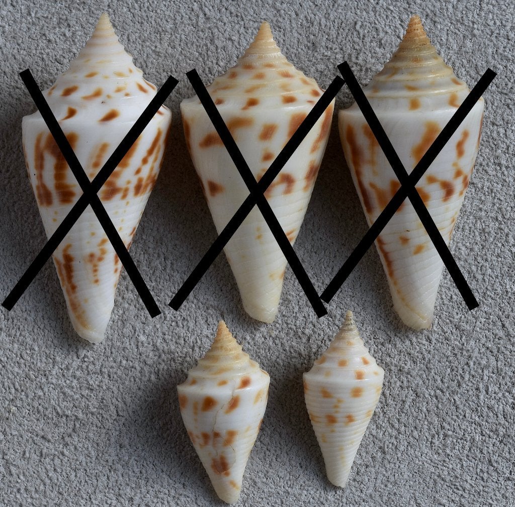Schelpen:  Conus arcuata 23-42mm, Verzamelen, Ophalen of Verzenden, Schelp(en)