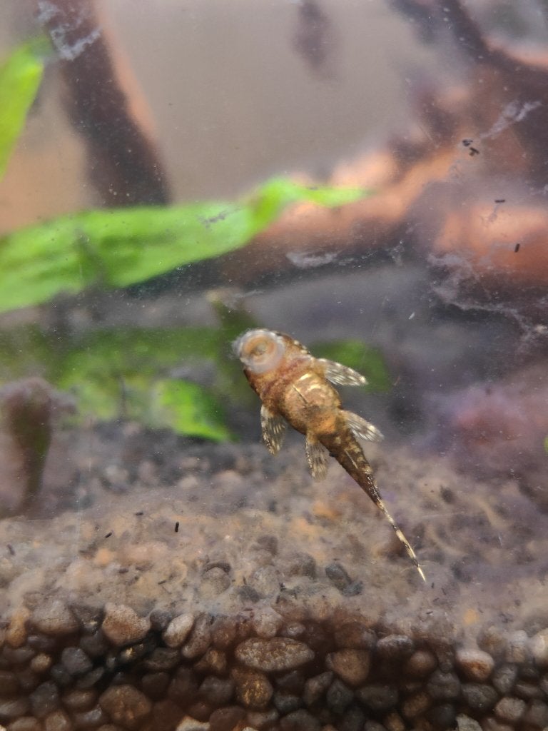 Pleco, Dieren en Toebehoren, Vis, Zoetwatervis