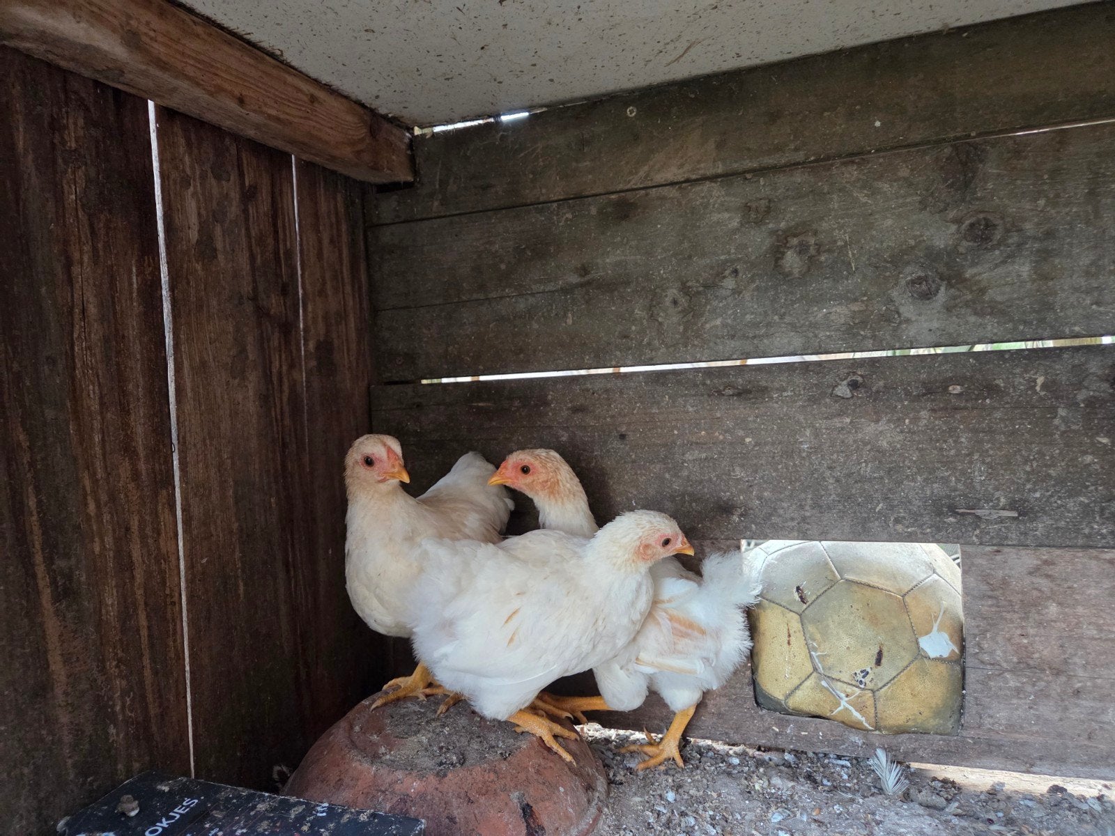 wyandotte kriel, Dieren en Toebehoren, Pluimvee