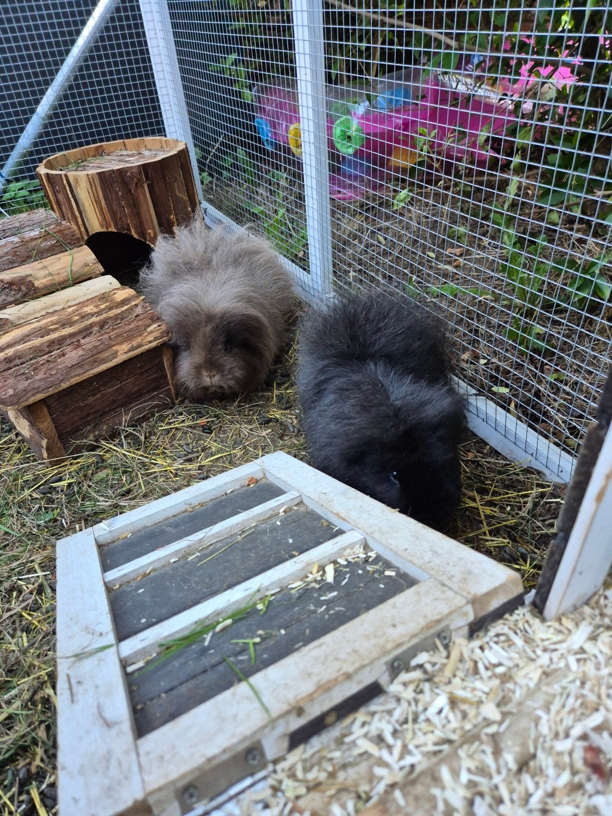 2 cavias met cavia hok en alle spullen, Mei, Vrouwelijk, Cavia