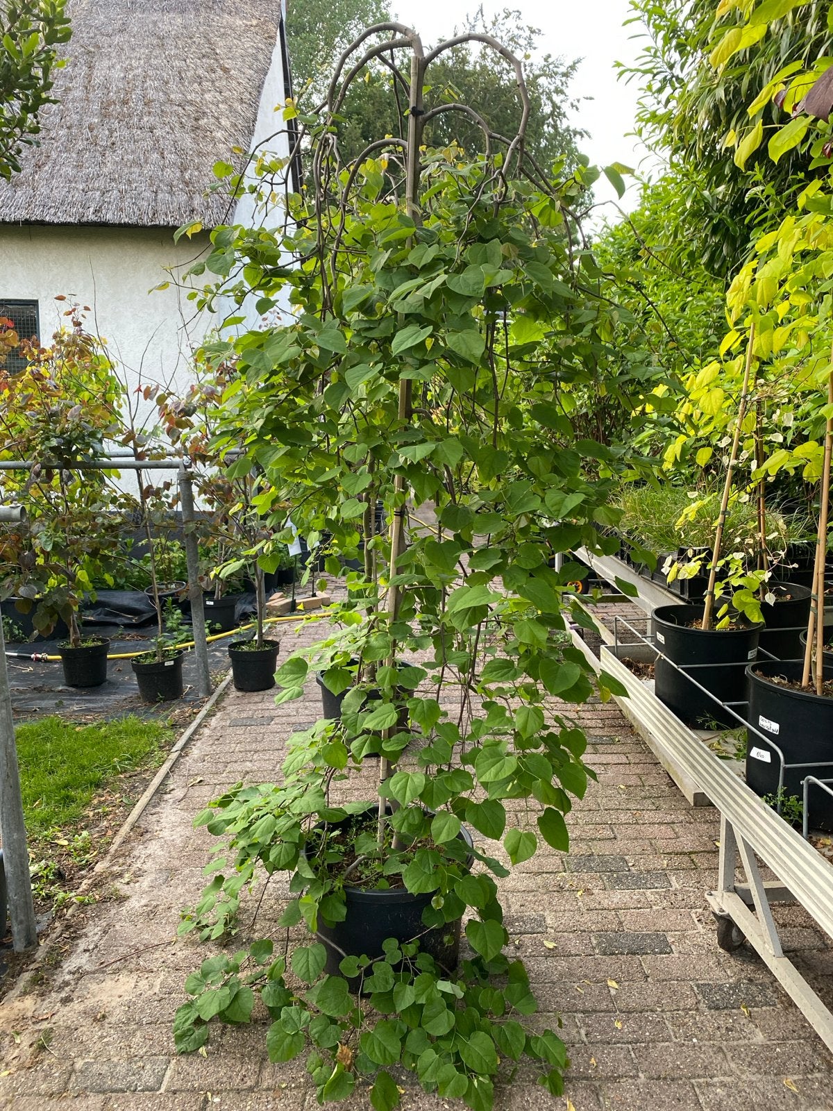 Cercis canadensis 'Lavender Twist' - Treurhartjesboom, Volle zon, Vaste plant, Lente, Ophalen