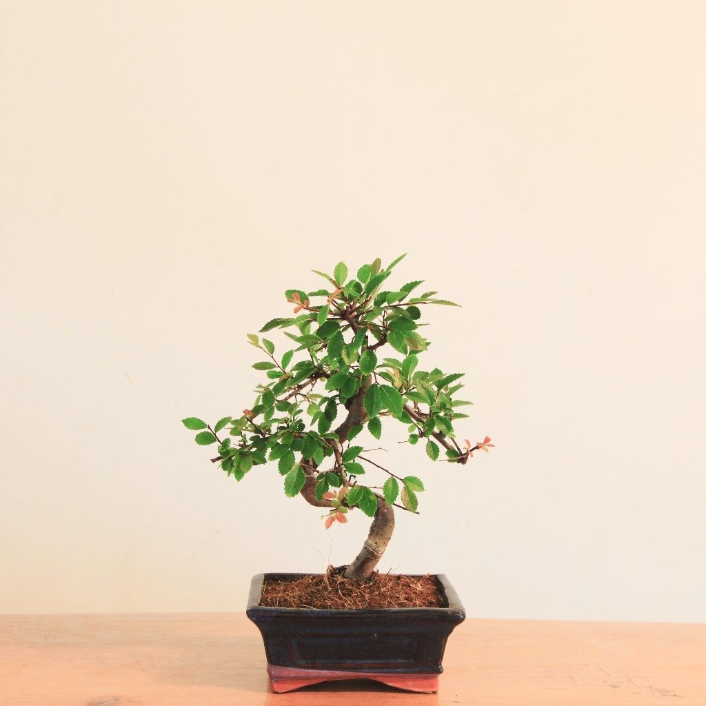 Bonsai Ulmus Parvifolia, In pot, Bloeit niet, Halfschaduw, Minder dan 100 cm