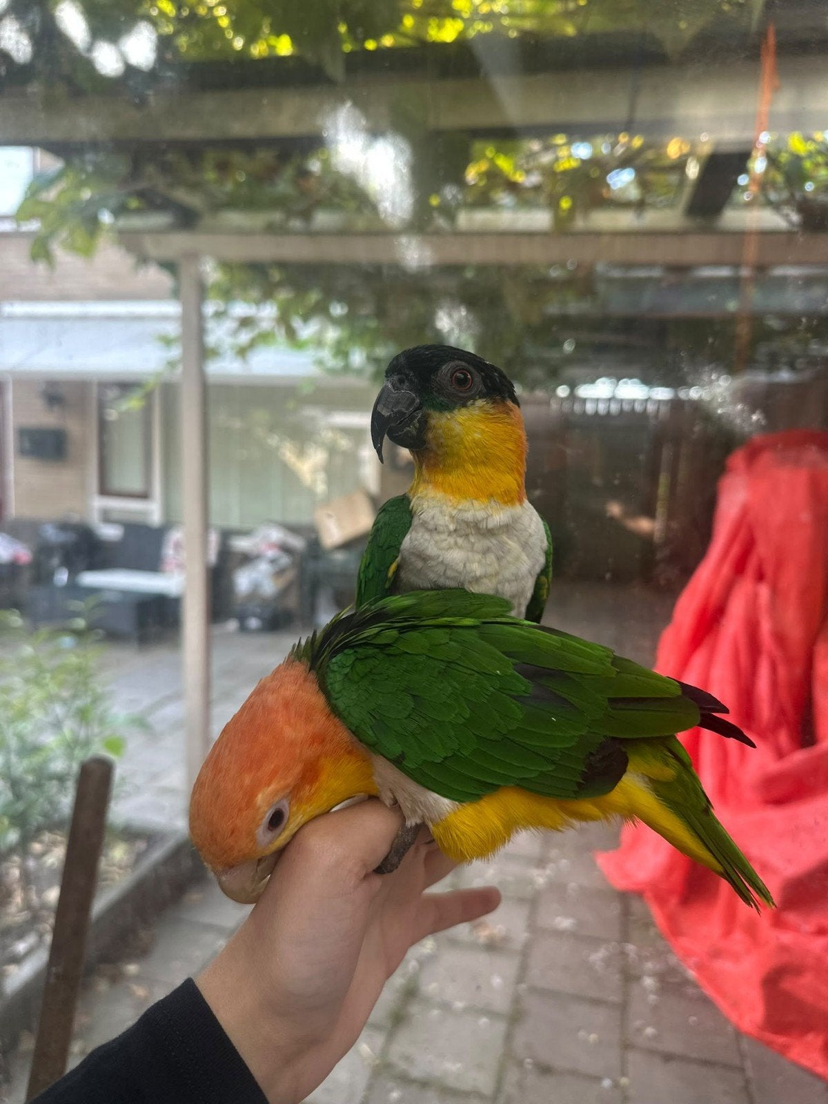 Tamelijk koppel caique, Meerdere dieren, Papegaai, Tam