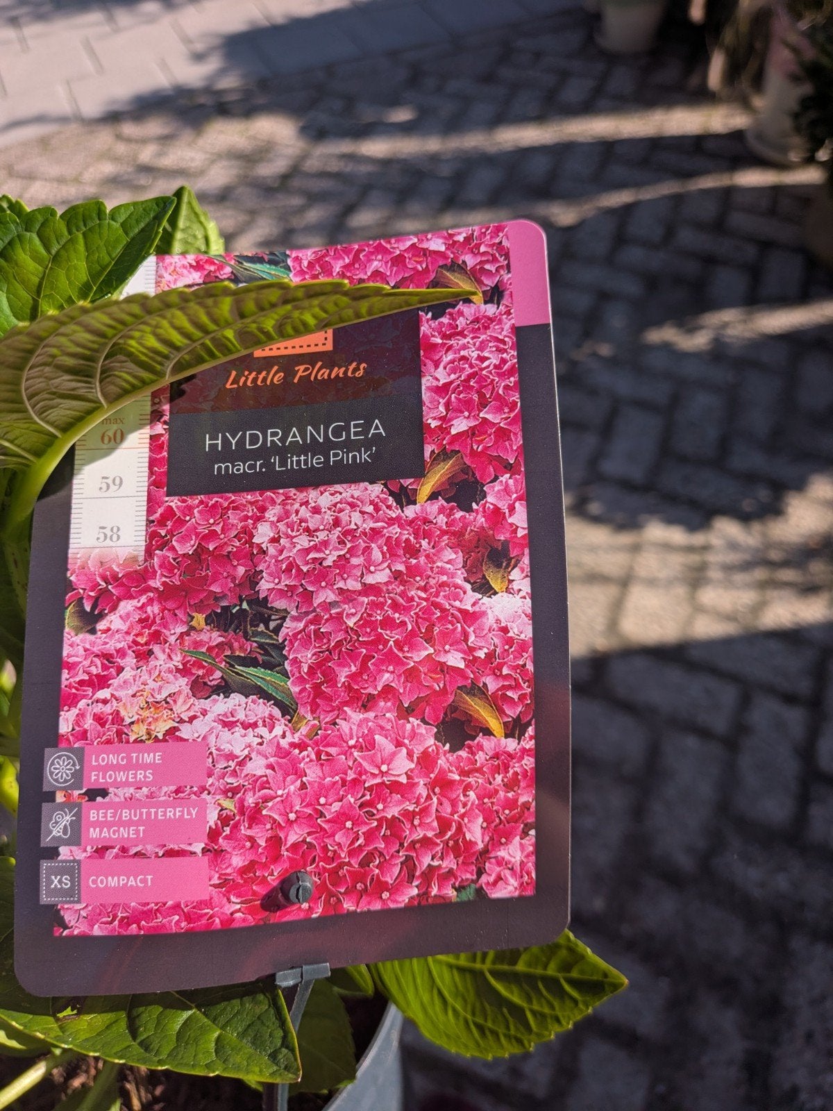 Hortensia little XS, little pink, Tuin en Terras, Ophalen, Zomer, Vaste plant, Halfschaduw