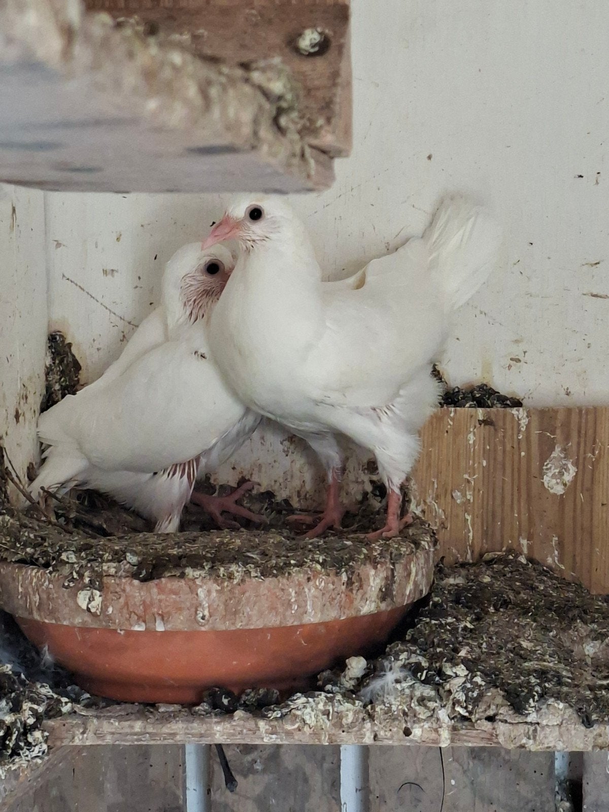 gratis afhalen witte sierduiven, Meerdere dieren, Overige soorten